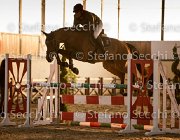 Cantlena FZ TosTour2013- S5 3120 : Arezzo, Arezzo Equestrian Centre, Cantlena FZ, Cavalli d'Italia, Toscana Tour 2013, foto di Stefano Secchi ©
